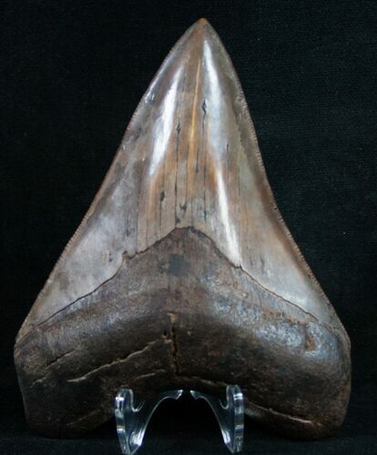 Georgia River Megalodon Tooth - Great Tip #9415